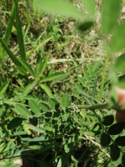 Indigofera bungeana