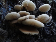 Crepidotus brunswickianus