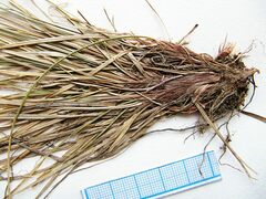 Carex vanheurckii