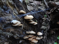 Crepidotus brunswickianus