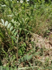 Indigofera bungeana