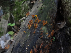 Dacrymyces spathularia