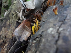 Dacrymyces spathularia