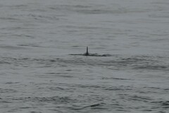 Phocoena phocoena