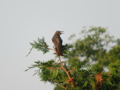 Hypsipetes amaurotis