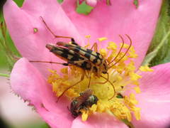 Strangalia luteicornis