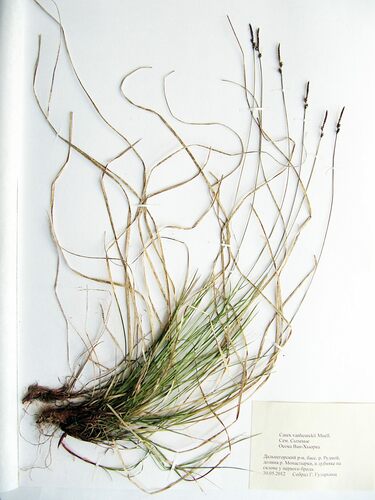 Carex vanheurckii iNat (3)