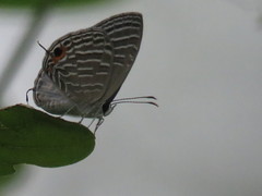 Jamides celeno aelianus