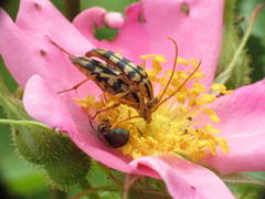 Strangalia luteicornis