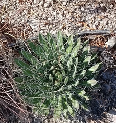Agave parviflora