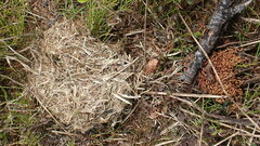 Canachites canadensis