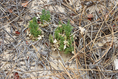 Oreoxis trotteri