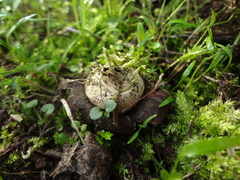 Geastrum