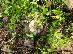 Geastrum
