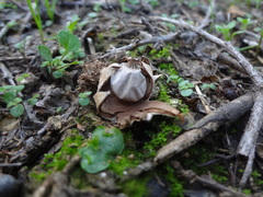 Geastrum