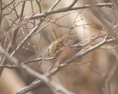 Spizella pusilla