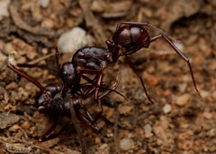 Rhytidoponera maniae