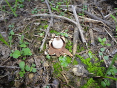 Geastrum