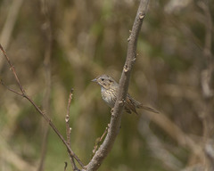 Melospiza lincolnii