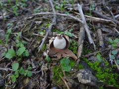 Geastrum