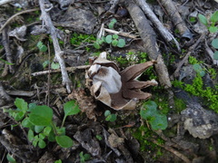 Geastrum