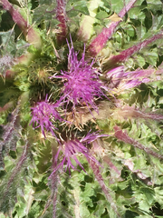 Cirsium scariosum congdonii