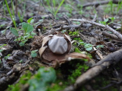 Geastrum