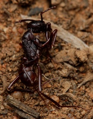 Rhytidoponera maniae