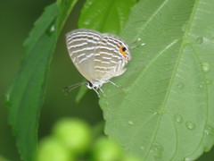 Jamides celeno aelianus