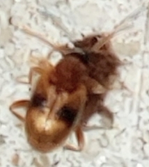 Aderinae