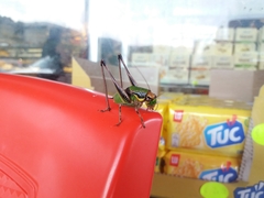 Eupholidoptera chabrieri