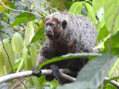 Pithecia chrysocephala