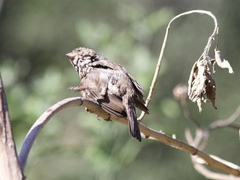 Haemorhous mexicanus
