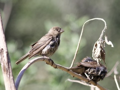 Haemorhous mexicanus