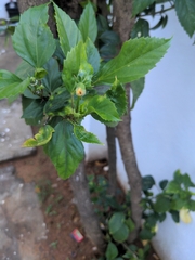 Hibiscus rosa-sinensis