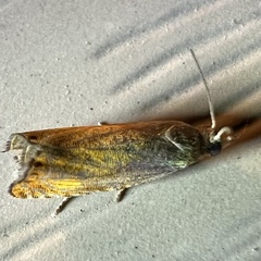 Dichrorampha bittana