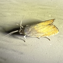 Dichrorampha bittana