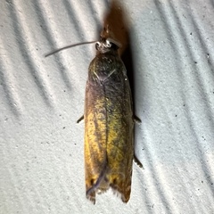 Dichrorampha bittana