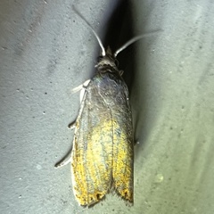 Dichrorampha bittana