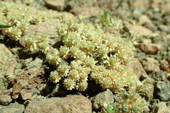 Cusickiella quadricostata