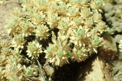 Cusickiella quadricostata