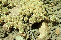 Cusickiella quadricostata
