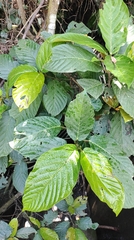 Ficus benguetensis