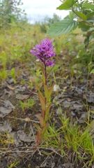Lythrum salicaria