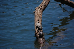 Trachemys scripta elegans