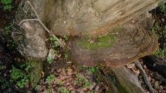 Hymenochaetaceae