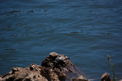 Trachemys scripta elegans