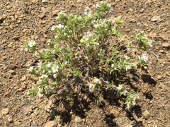 Leptosiphon nuttallii pubescens