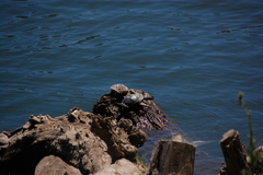 Trachemys scripta elegans