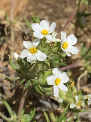 Leptosiphon nuttallii pubescens